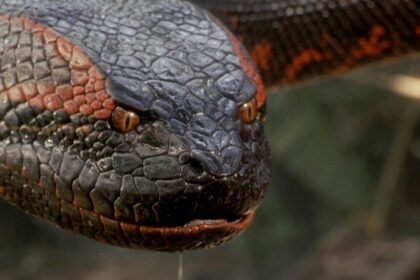 Anaconda is getting rebooted... as a 'meta movie' starring Jack Black and Paul Rudd