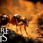 Empire of the Ants Interview – Environments, Visuals, Difficulty, and More