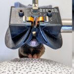 Scientists Build an Itty-bitty VR Headset to Better Study Mice