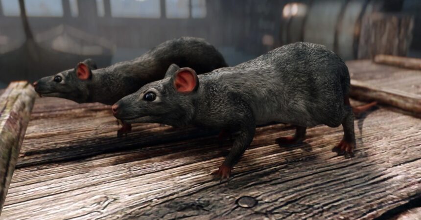 The best way to make Skyrim more realistic? Rats 